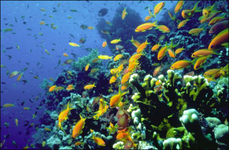 eilat_fishes.jpg